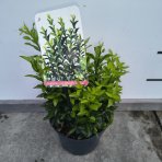 Bršlen japonský (Euonymus japonicus)  ‘MICROPHYLLUS PULCHELLUS’ - výška 20-30 cm, kont.C2L
